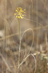 Allium flavum