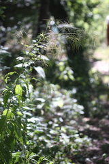 Sisymbrium strictissimum