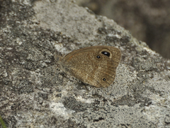 Stygionympha wichgrafi grisea