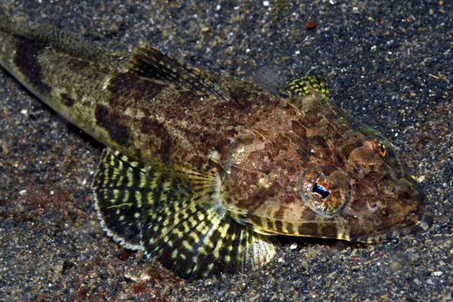 Sawtooth flathead (Rogadius pristiger) — Platycephalidae