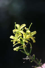 Sisymbrium strictissimum