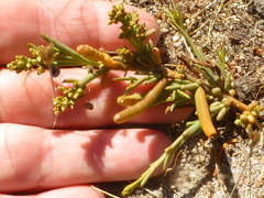 Thesium frisea