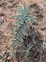 Pellaea mucronata mucronata