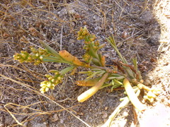Thesium frisea