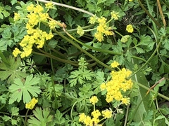Tauschia texana