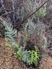 Pellaea mucronata mucronata