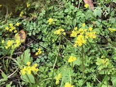 Tauschia texana