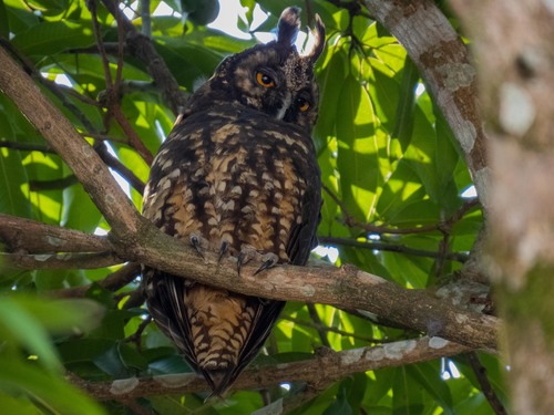 Búho cara oscura (DESCUBRIENDO EL MUNDO ANIMAL: Vertebrados terrestres ...