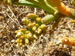 Thesium frisea