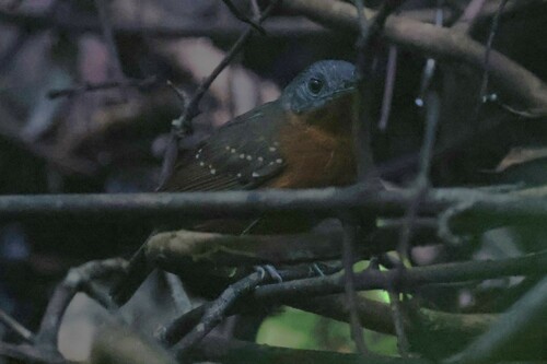 Alapi ponctué (Myrmelastes leucostigma)