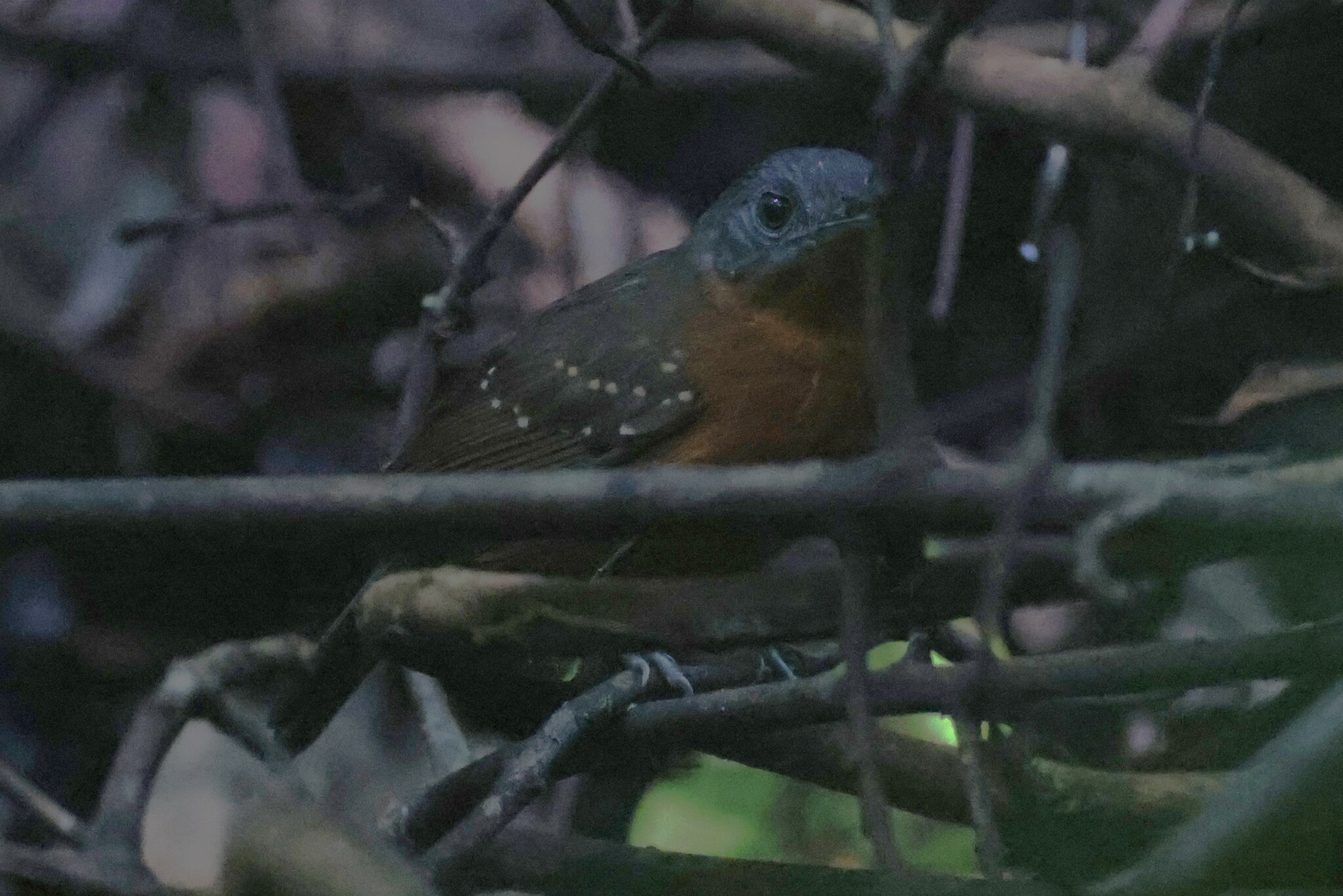 Spot-winged Antbird (Myrmelastes leucostigma)