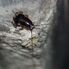 Ectobius vittiventris