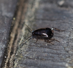 Ectobius vittiventris