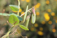Crotalaria rzedowskii
