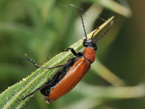 Zonitis nana · iNaturalist