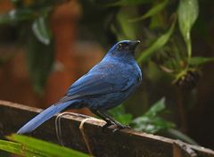 Aphelocoma unicolor