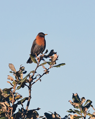 Turdus rufitorques
