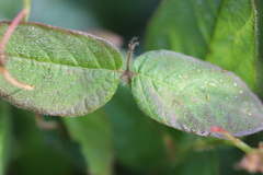 Desmodium grahamii