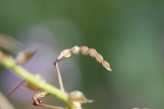 Desmodium grahamii