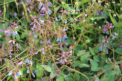 Desmodium grahamii