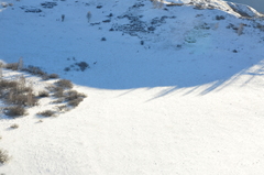 Cervus canadensis sibiricus