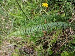 Blechnum hastatum