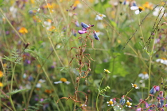 Desmodium grahamii