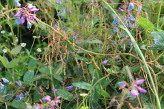 Desmodium grahamii