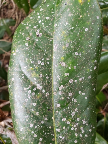 Strigula smaragdula image