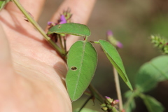 Desmodium grahamii