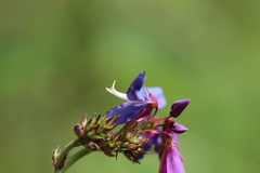 Desmodium grahamii