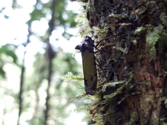 Zyzzogeton viridipennis