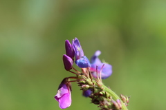 Desmodium grahamii
