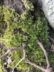 Brachythecium campestre