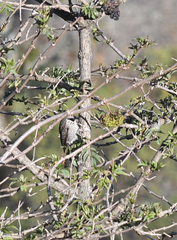 Colaptes auratus mexicanoides