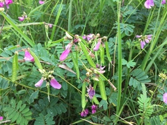 Tephrosia shiluwanensis