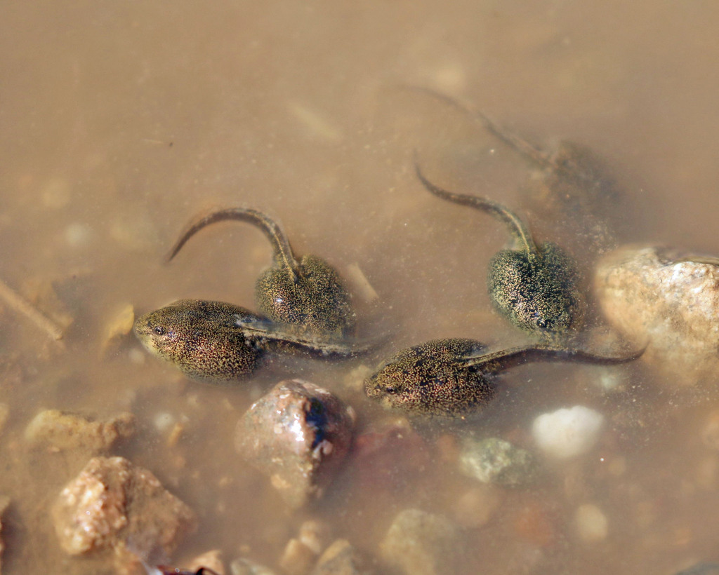 Western Spadefoot Toads from Sahuarita, AZ, USA on August 12, 2023 at ...