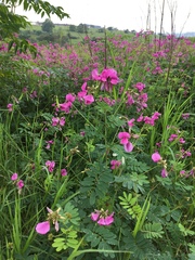 Tephrosia shiluwanensis