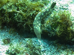 Myrichthys breviceps