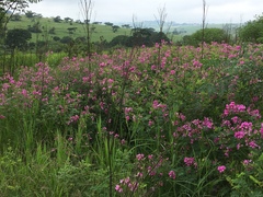 Tephrosia shiluwanensis