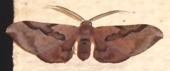 Hypochrosis pyrrhophaeata
