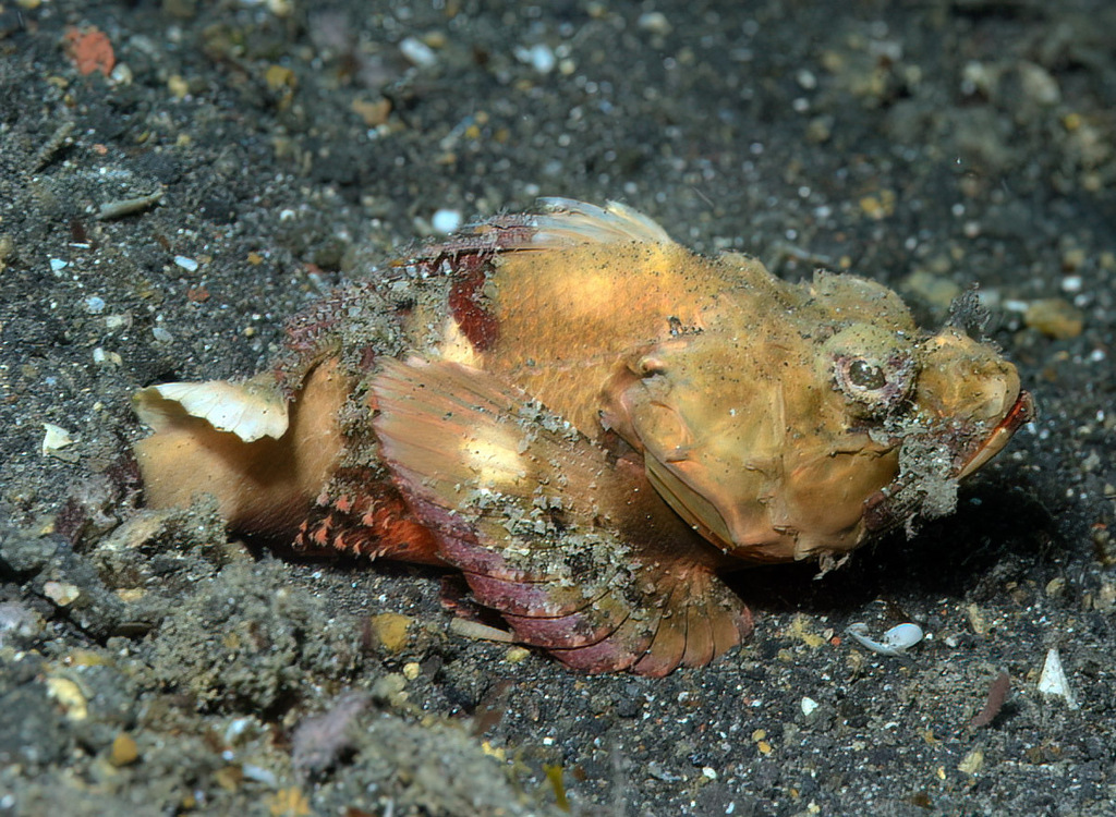 Flasher Scorpionfish