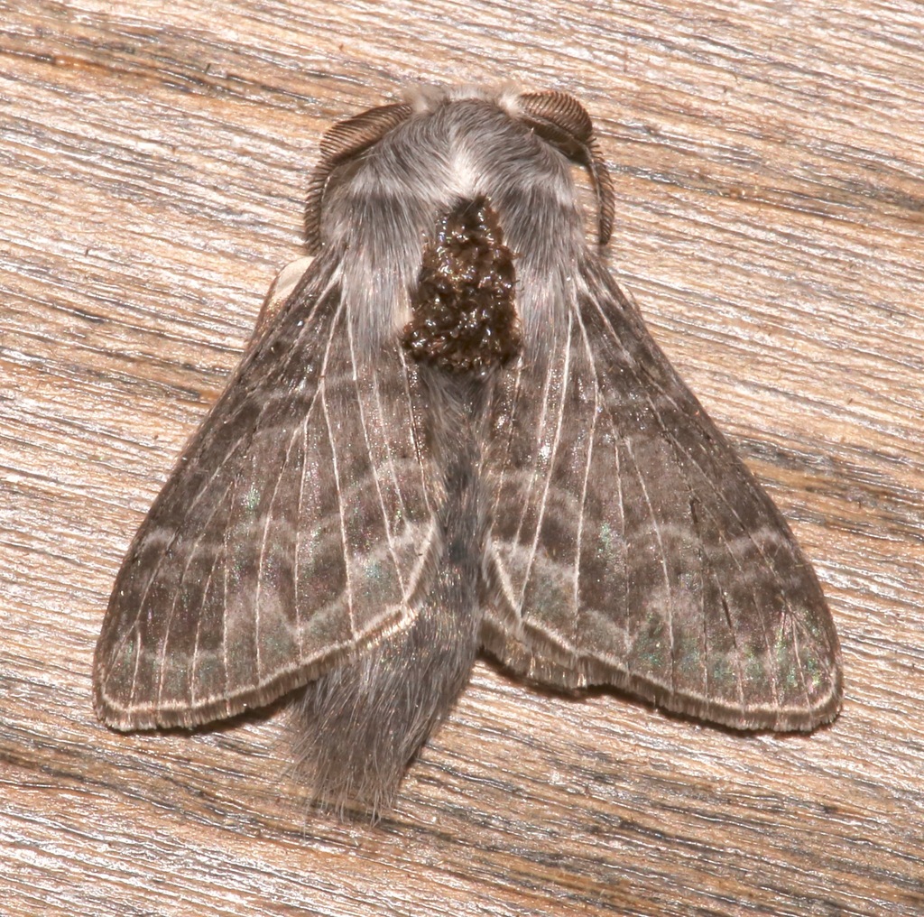 Tolype nigricaria