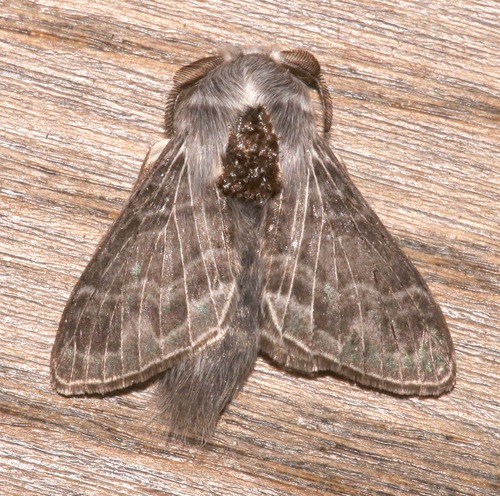 Tolype nigricaria