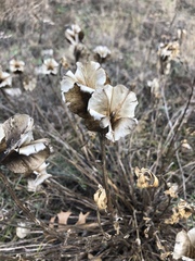 Oenothera macrocarpa