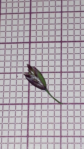 Poa laxa, photograph 5