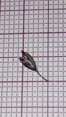 Poa laxa, photograph (c) Alessia Guggisberg, some rights reserved (CC BY-SA)