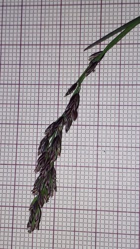 Poa laxa, photograph 6