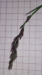 Poa laxa, photograph (c) Alessia Guggisberg, some rights reserved (CC BY-SA)