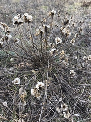 Oenothera macrocarpa